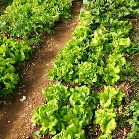 Charming In + Pool פוצ'ישצ'ה