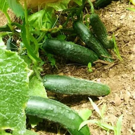 Villa Charming In + Pool Pucisca