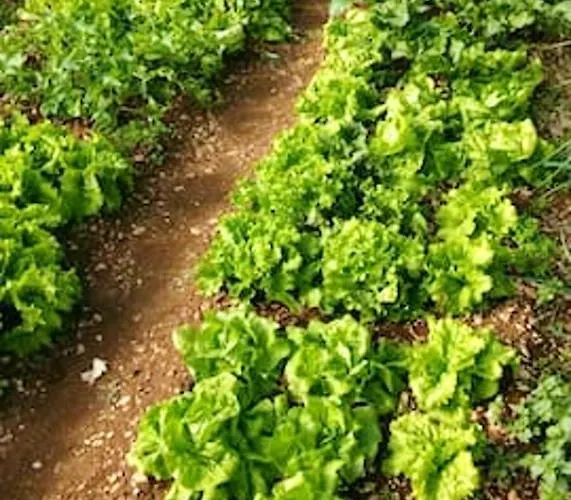 Charming In + Pool بوتشيتشا