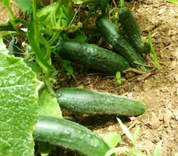 别墅 Charming In + Pool 普契什查